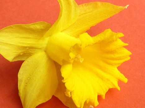 Close up detail on the corona of a fresh yellow spring daffodil lying on a textured orange background