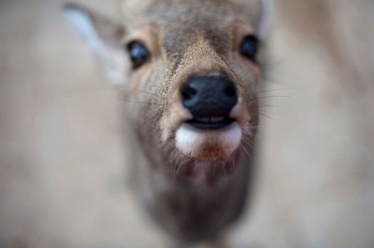 close up image focusing on the nose of a wild deer
