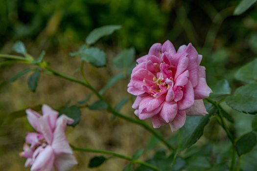 Close-up of beautiful pink color rose in the garden. High quality photo
