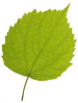 Isolated fresh green leaf on a white background showing the structure of the leaf and veins