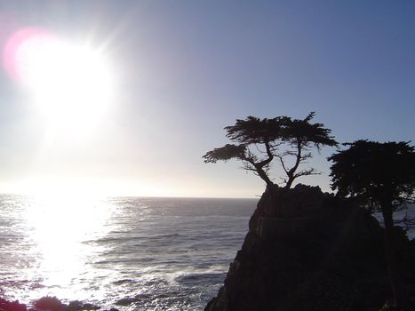 lone cyprus tree on the monterey coast