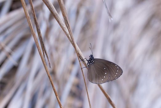 Small brown butterfly with its wings closed to show the underside perched on dry grass