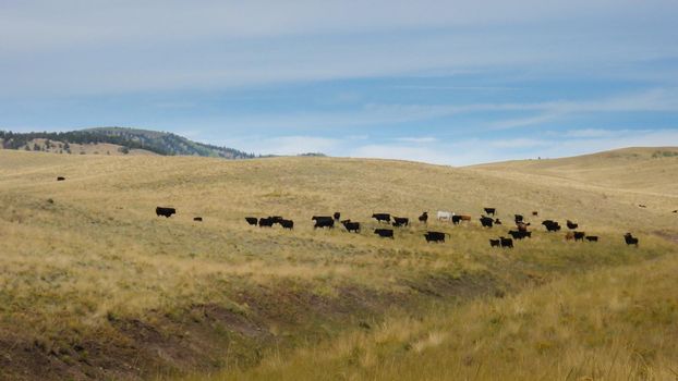 Colorado's hilly landscape in early autumn.