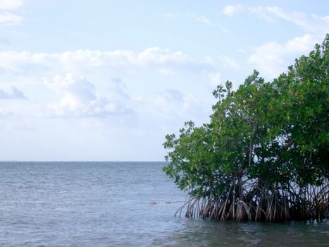 mangroves growing in warm tropical waters