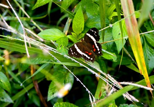 a butterfly resting on a leaf in the rainforest