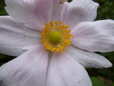 Decorative scented flower with pastel pink petals and yellow pistil and stamens, symbol of spring and natural delicacy, close-up