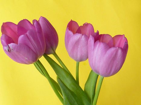 Bunch of fresh purple spring tulips over a bright yellow festive background conceptual of the seasons or of Easter