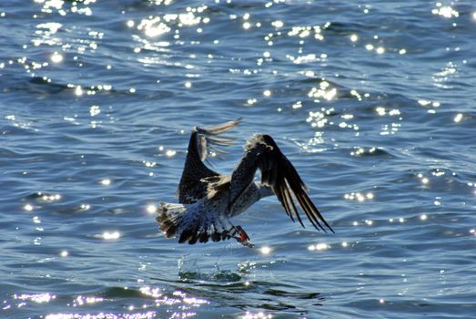 Seagull Landing In The Ocean