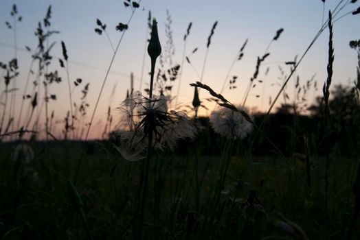 grasses and seed heads in a meadow pictured at sunset