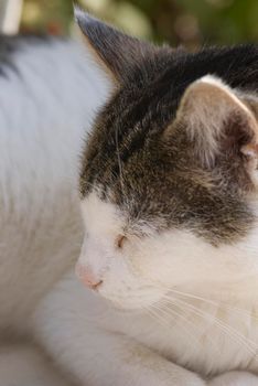 a sleeping short haired domestic cat
