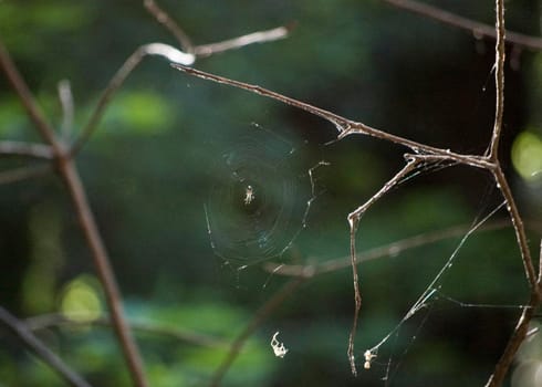 a spider on a web strung between branches