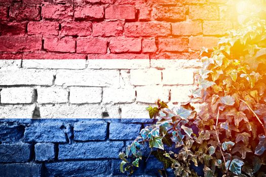 Netherland grunge flag on brick wall with ivy plant sun haze view, country symbol concept 

