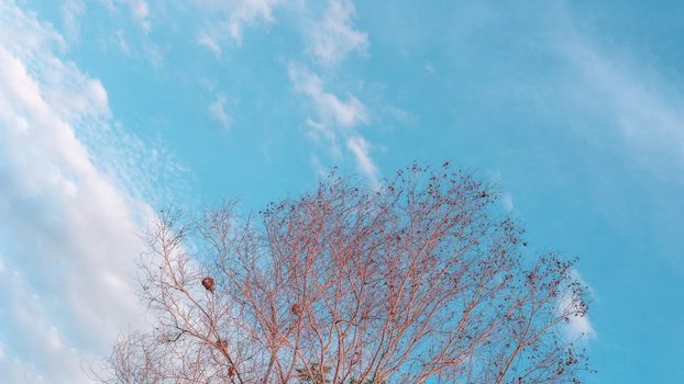 Atmosphere calm sky cloud panorama background Dry tree branches Autumn summer end progress regress life concept.