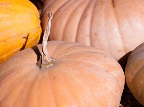 Ripe pumpkins on a sunny day.