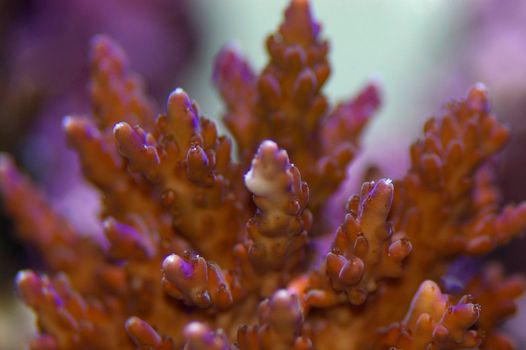 colourful purple and blue display of juvenile staghorn corals