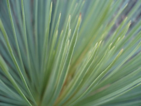 blades of grass: metaphor of renewal, freshness, rebirth or growth