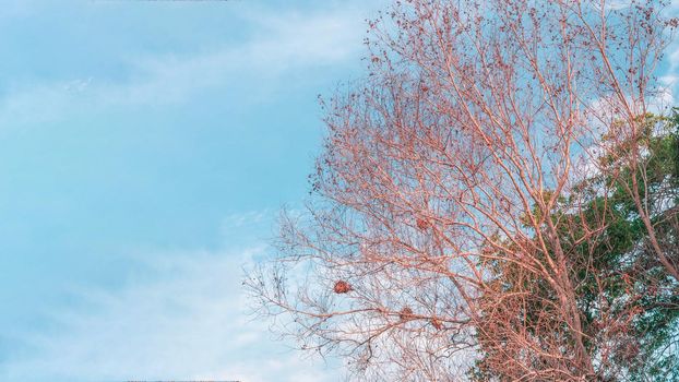 Atmosphere calm sky cloud panorama background Dry tree branches Autumn summer end progress regress life concept.