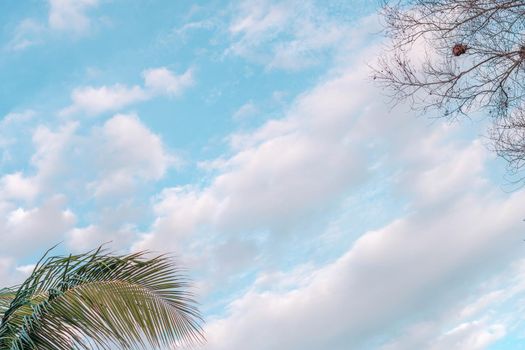 Atmosphere calm sky cloud panorama background Dry tree branches Autumn summer end progress regress life concept.