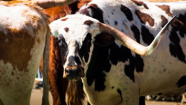 Texas longhorns.