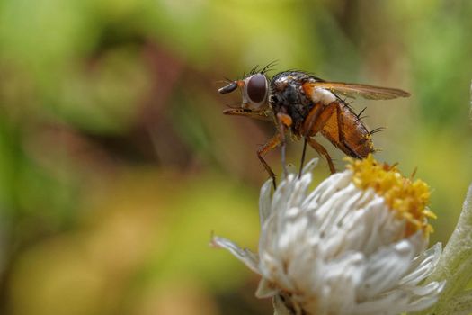 A fly on a white and yellow flower with pollen on its body.