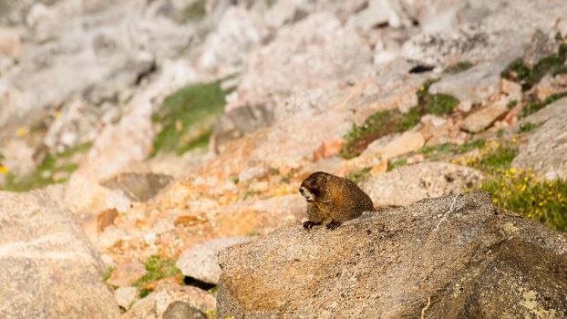 Marmot in in the Colorado Rockies.