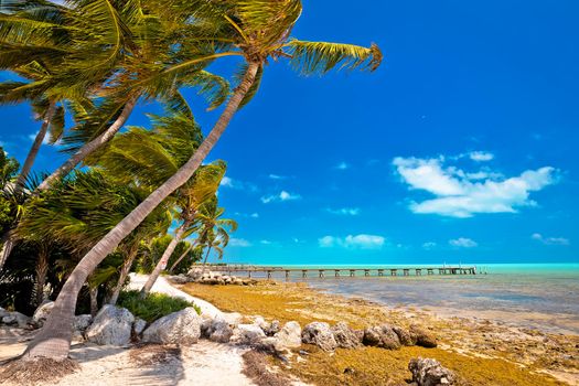 Idyllic palm beach in Islamorada on Florida Keys, Florida stare of USA