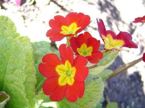 close up on spring meadow flowers