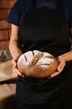 Close-up. Selective focus on an artisan loaf of traditional homemade sourdough boule rye bread with crust homemade rye bread in the hands of a woman baker dressed in black chef's apron.