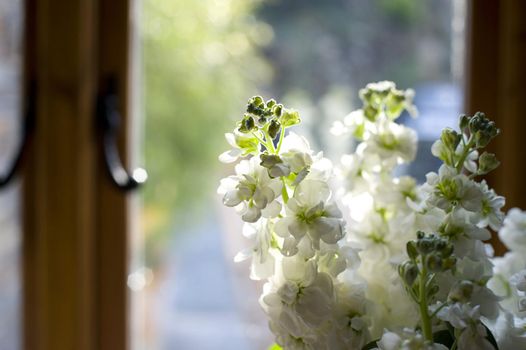 a vase of summer stocks on a windowsill