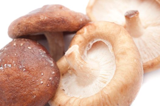 Fresh shitake or shiitake mushrooms showing the cap and gills used in vegetarian and gourmet cuisine as a flavouring and salad ingredient