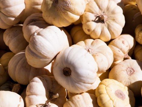 Ripe pumpkins on a sunny day.