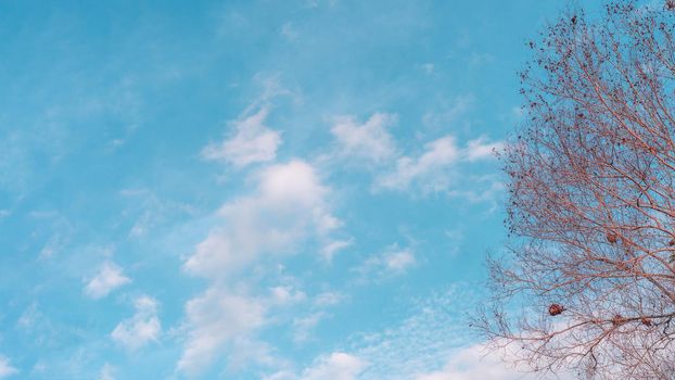 Atmosphere calm sky cloud panorama background Dry tree branches Autumn summer end progress regress life concept.