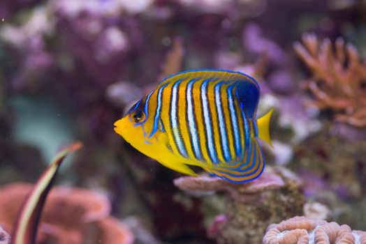 distinctive yellow and blue stripes of a yellow angel fish