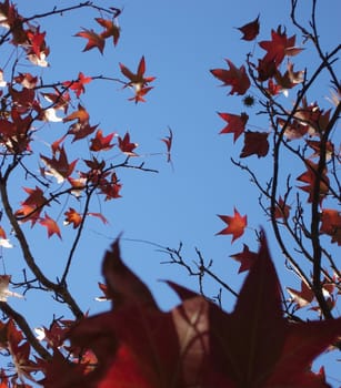 red and orange maple leaves, a pretty autumnal scene