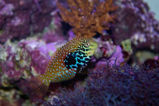 colourful saltwater tropical fish