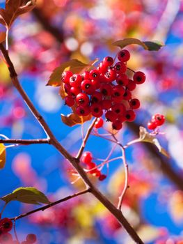 Washington Hawthorn with red berries in autumn.