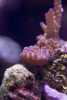 colourful purple and blue display of tropical corals