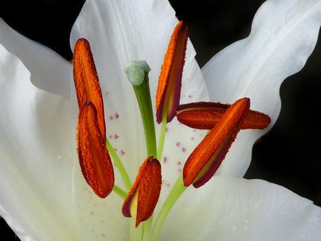 Close-up macro view of lily flower with white leafs and red stamen on black background