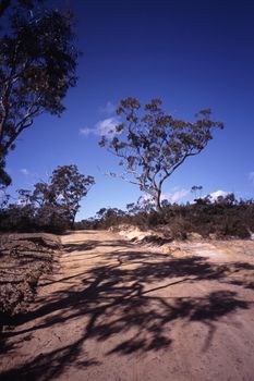 Dirt or gravel road leading away from the camera through Aussie bush with eucalyptus or gum trees, Australia