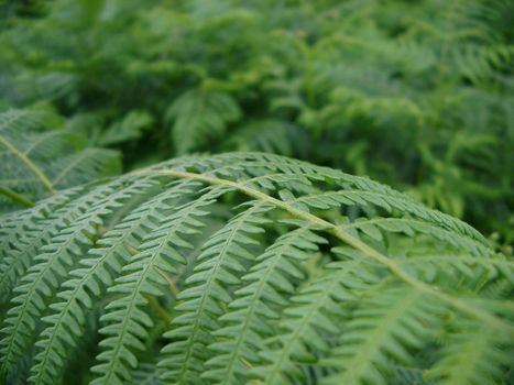 Botanical background of a lush green fern frond with shallow dof and copyspace