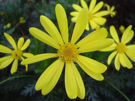 close up on spring meadow flowers