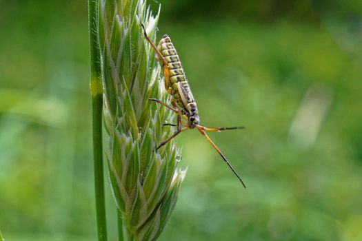 A meadow plant bug is a common grass seed pest.