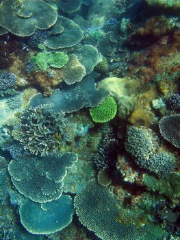 A colourful array of corals growing on a reef at great keppel island, queensland, australia