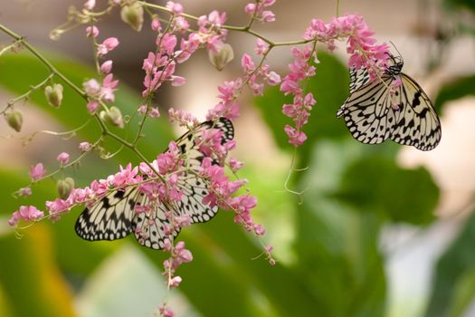 Paper Kite butterflies