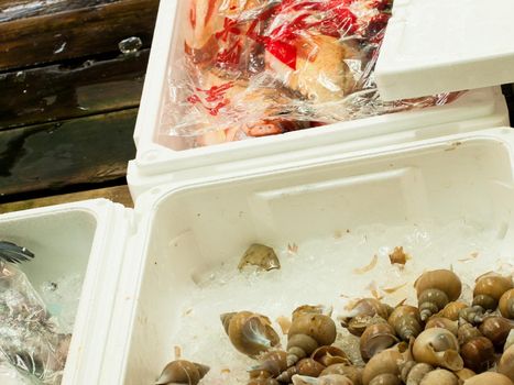 Shellfish at the Fish Market in Tokyo.