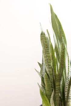 Sansevieria trifasciata plant with variegated leaves, also known as the snake plant or Mother in Laws Tongue, over a white background with copy space