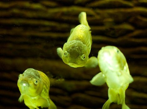 neon glowing tropical lime green fish