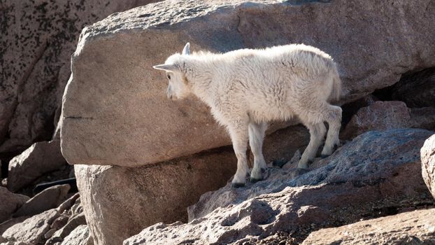 A Mountain Goat Kid on Mount Evans.