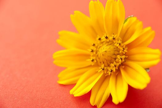 Bright yellow spring flower on an orange textured paper background with copy space in a close up overhead view