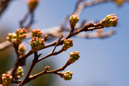 Cherry tree before bloom.